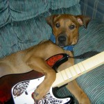 "Hey dude, that song was by my band, Gone to the Dogs." Photo by jdurham. Courtesy of Morguefile.