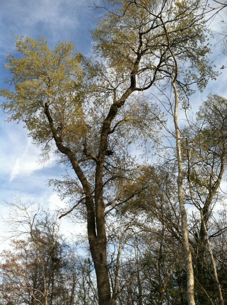 Blue skies among the woods of Southeast Texas on this February day.